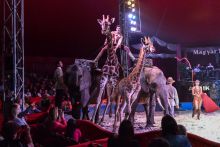 Cirkusz
2015 szeptember 9-én a Magyar Nemzeti Cirkusz előadásában ifjabb Richter József lábai között futnak át a zsiráfok, miközben az artista két elefánton állva halad előre. A cirkusz szerint ez egyedülálló