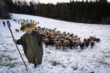 Pásztorlét Ausztriában