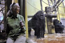 Jane Goodall
Jane Goodall főemlőskutató és természetvédő, az ENSZ békenagykövete a gorillákat nézi a Fővárosi Állat- és Növénykertben az emberszabású majmok házában 2015. június 15-én.