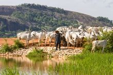 Észak-nigériai névtelen törpefalu 
Észak-Nigéria, Kajuru környékbeli szórványtelepülések egyike, néhány rokon család lakta törpefalu. Lakosai letelepedett fulánik, eredetileg nomád pásztornép. Folyó víz és villany nélkül élnek sárkunyhókban. Állattenyésztéssel és földműveléssel foglalkoznak, önellátók. Piacokon értékesítik az állatokat, tejtermékeket és otthon készített árut, ha szükségük van pénzre. Ételeik általában köleskásából, tejtermékekből állnak,  húst ritkán esznek. Szarvasmarhát, kecskét eladásra tenyésztik. Bár megélhetésük rendkívül nehéz, harmóniában, boldogan élnek.