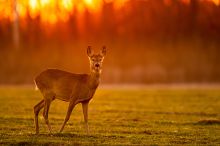 Őz naplementében
Az őzek gyakran jönnek ki az erdőből már naplemente előtt friss füvet legelni. Szerencsém volt, hogy az őz pont a kamerám és a lemenő nap közé állt egy márciusi napon Bugyi közelében.