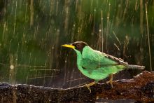 Kicsi, ám
A zöld cukormadár bár az egyik legkisebb Costa Rica közel 800 madárfaja közül, mégis az egyik legagresszívebb. Gond nélkül megtámadja a nála többször nagyobb fajokat is.