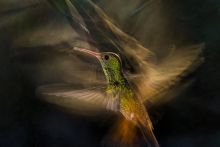 Sebesen
Costa Rica híres az itt található változatos madárpopulációról, egyikük a rozsdásfarkú amazília. A kolibrik angol elnevezése utal szárnycsapásaik gyorsaságára, mely leginkább a zümmögésre emlékeztet.