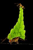 Együttműködés
Levélvágó hangyák Costa Ricán, levéldarabokat cipelnek az erődeikbe. A levelek sokszor több száz méter távolságra vannak, de ők csak viszik azokat fáradhatatlanul.
